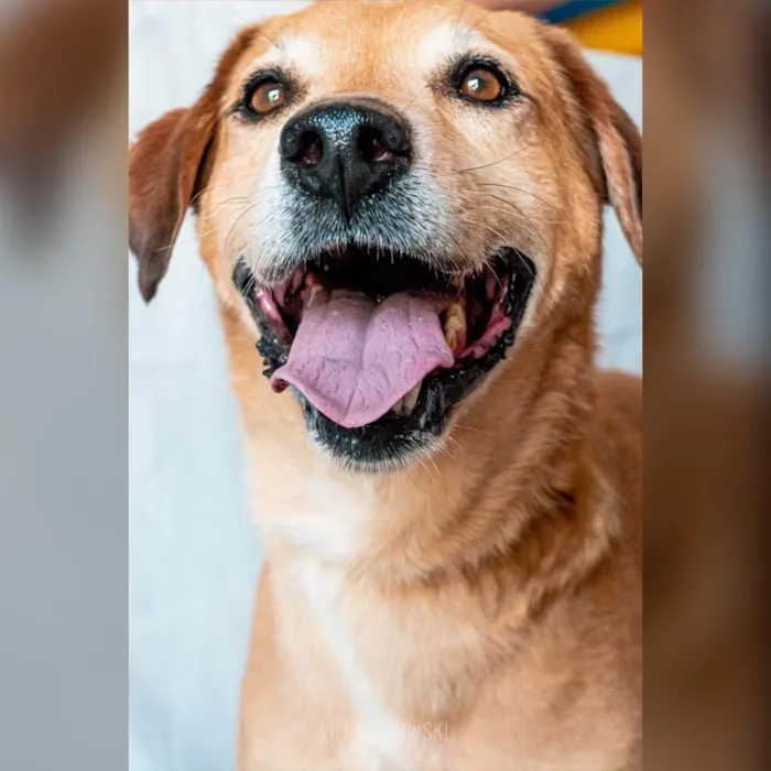 Cachorro ra a SRD-ViraLata idade 6 ou mais anos nome Max