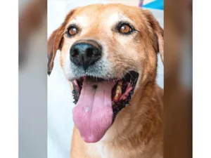 Cachorro raça SRD-ViraLata idade 6 ou mais anos nome Max