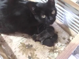Gato raça SRD-ViraLata idade 7 a 11 meses nome Não tem