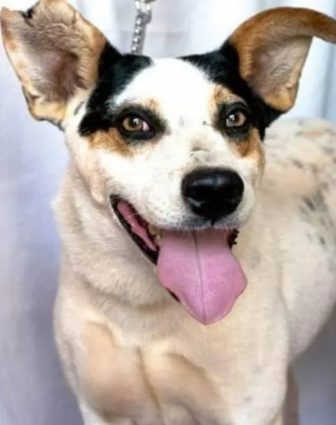 Cachorro ra a SRD-ViraLata idade 6 ou mais anos nome Manchinha