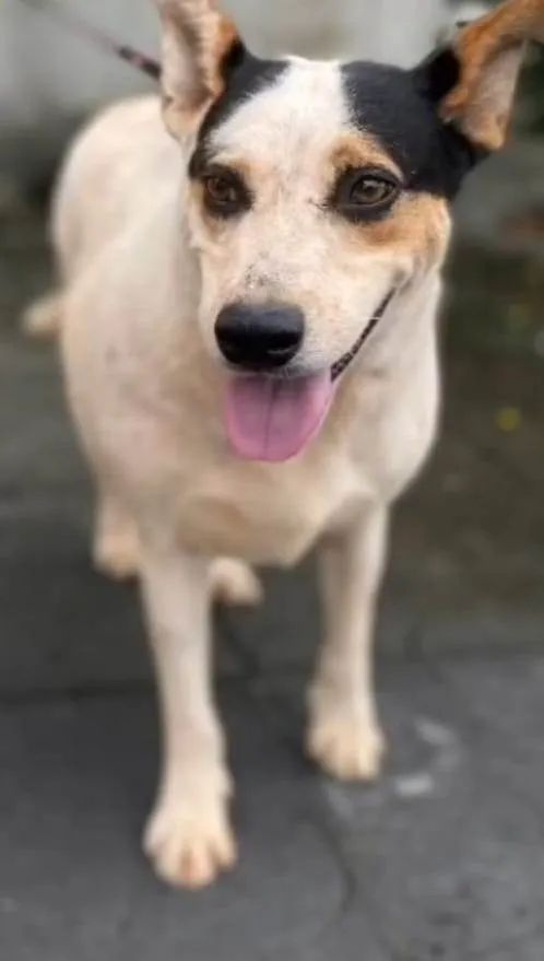 Cachorro ra a SRD-ViraLata idade 6 ou mais anos nome Manchinha