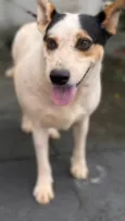 Manchinha