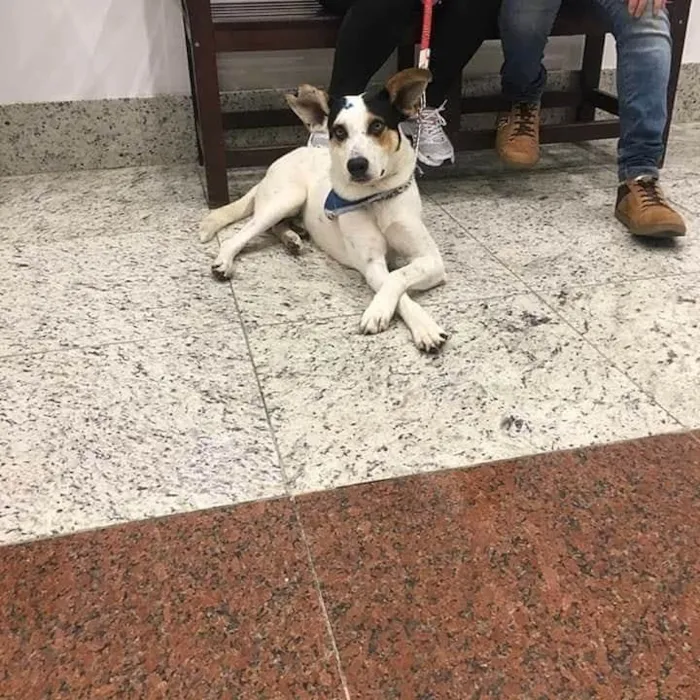 Cachorro ra a SRD-ViraLata idade 6 ou mais anos nome Manchinha