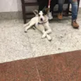 Manchinha