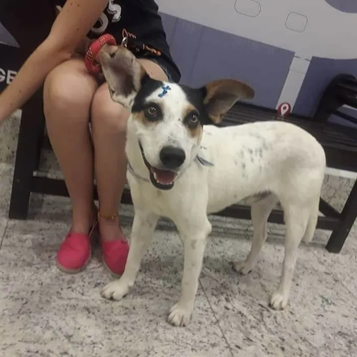 Cachorro ra a SRD-ViraLata idade 6 ou mais anos nome Manchinha
