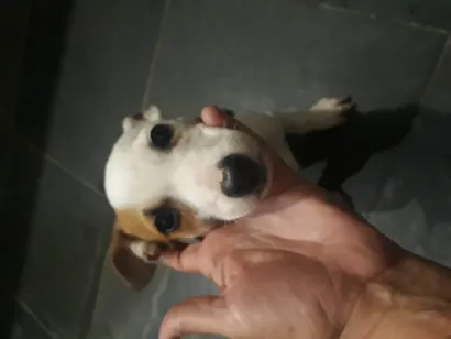 Cachorro raça Pit-Bull idade 2 a 6 meses nome Eros