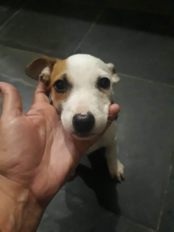 Cachorro ra a Pit-Bull idade 2 a 6 meses nome Eros