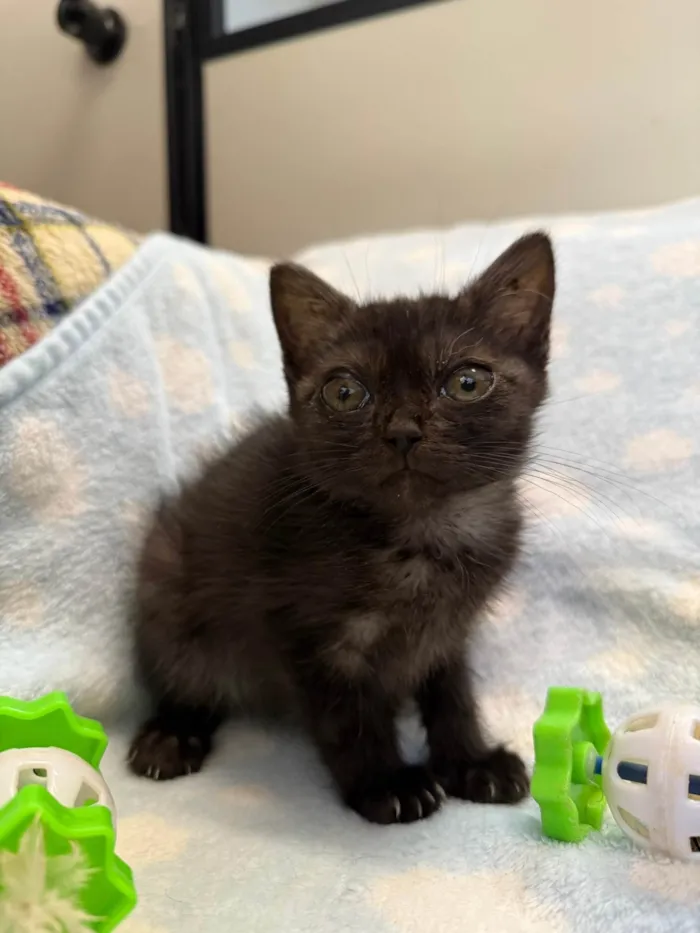 Gato ra a SRD-ViraLata idade Abaixo de 2 meses nome Gatinhos Peludos