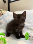 Gatinhos Peludos