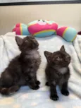 Gatinhos Peludos