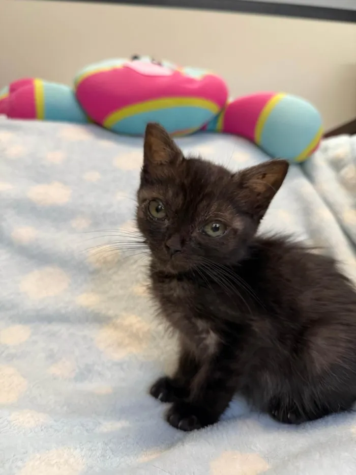 Gato ra a SRD-ViraLata idade Abaixo de 2 meses nome Gatinhos Peludos