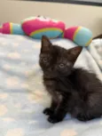 Gatinhos Peludos