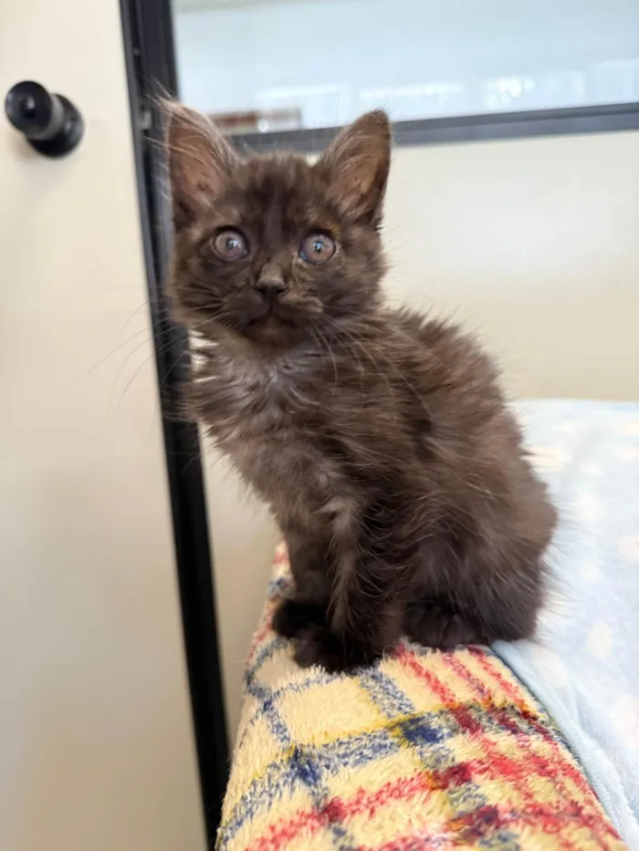 Gato ra a SRD-ViraLata idade Abaixo de 2 meses nome Gatinhos Peludos