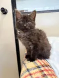 Gatinhos Peludos