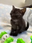 Gatinhos Peludos