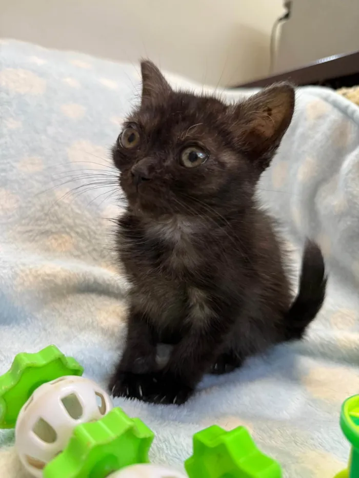 Gato ra a SRD-ViraLata idade Abaixo de 2 meses nome Gatinhos Peludos