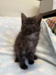 Gatinhos Peludos