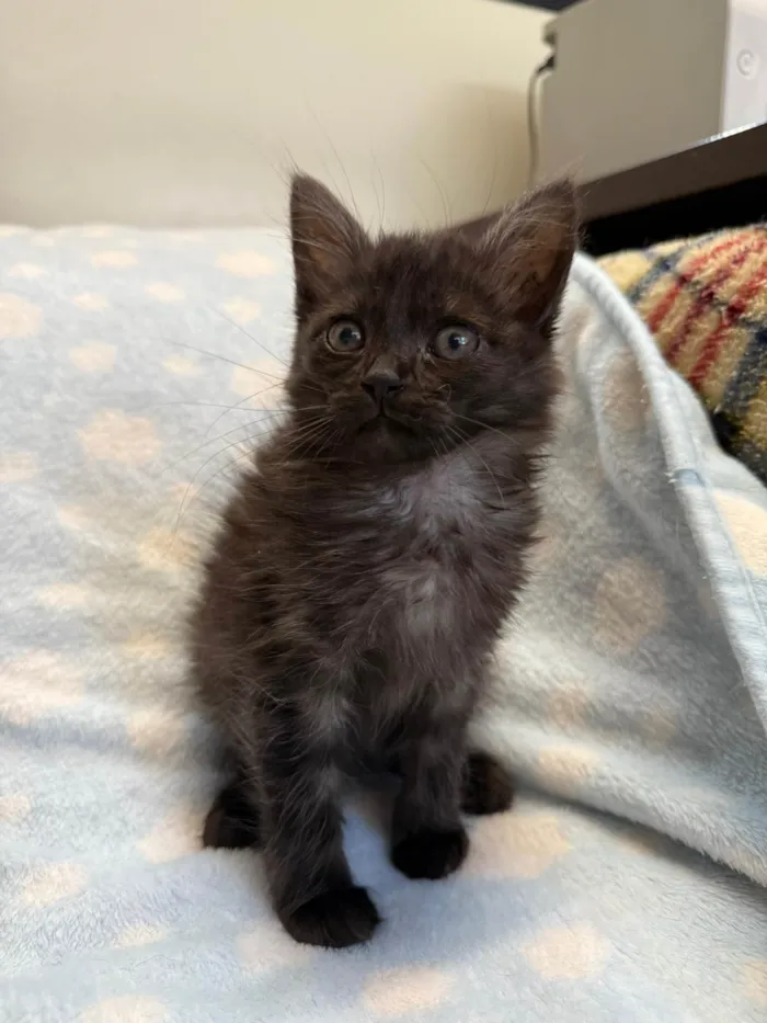 Gato ra a SRD-ViraLata idade Abaixo de 2 meses nome Gatinhos Peludos