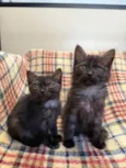 Gatinhos Peludos