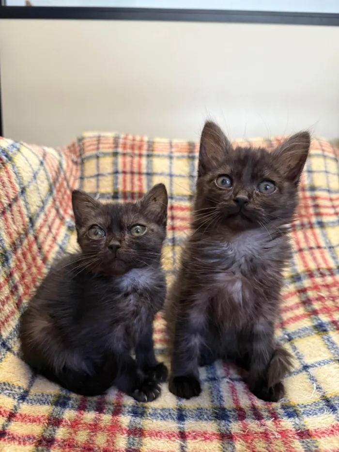 Gato ra a SRD-ViraLata idade Abaixo de 2 meses nome Gatinhos Peludos