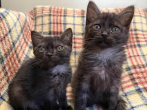 Gato raça SRD-ViraLata idade Abaixo de 2 meses nome Gatinhos Peludos