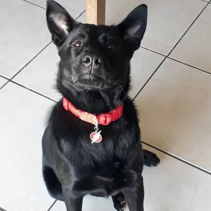 Cachorro ra a SRD-ViraLata idade 6 ou mais anos nome Quasar