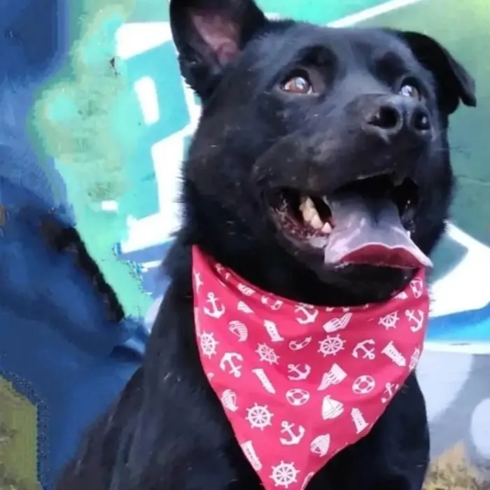 Cachorro ra a SRD-ViraLata idade 6 ou mais anos nome Quasar