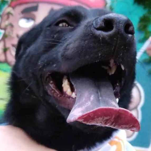 Cachorro ra a SRD-ViraLata idade 6 ou mais anos nome Quasar