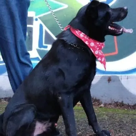 Cachorro ra a SRD-ViraLata idade 6 ou mais anos nome Quasar