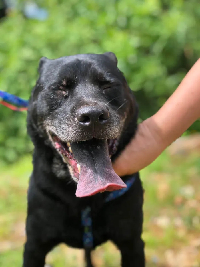 Cachorro ra a SRD-ViraLata idade 6 ou mais anos nome Quasar