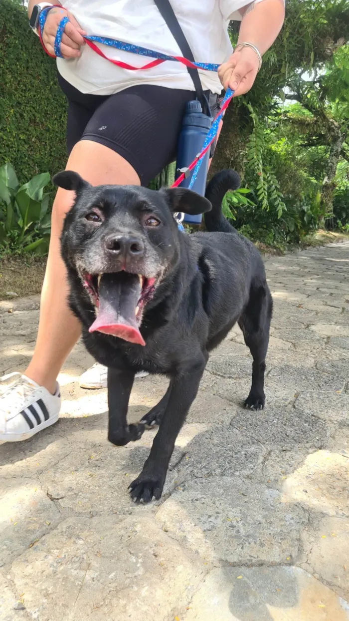 Cachorro ra a SRD-ViraLata idade 6 ou mais anos nome Quasar