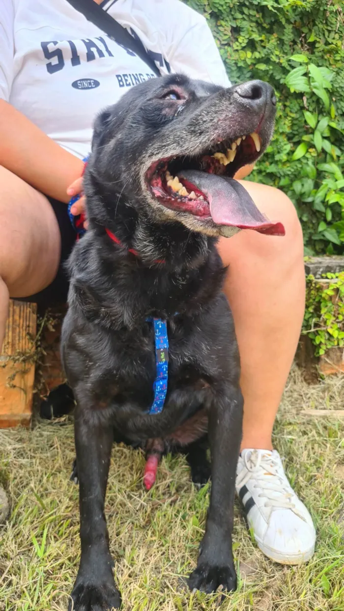 Cachorro ra a SRD-ViraLata idade 6 ou mais anos nome Quasar