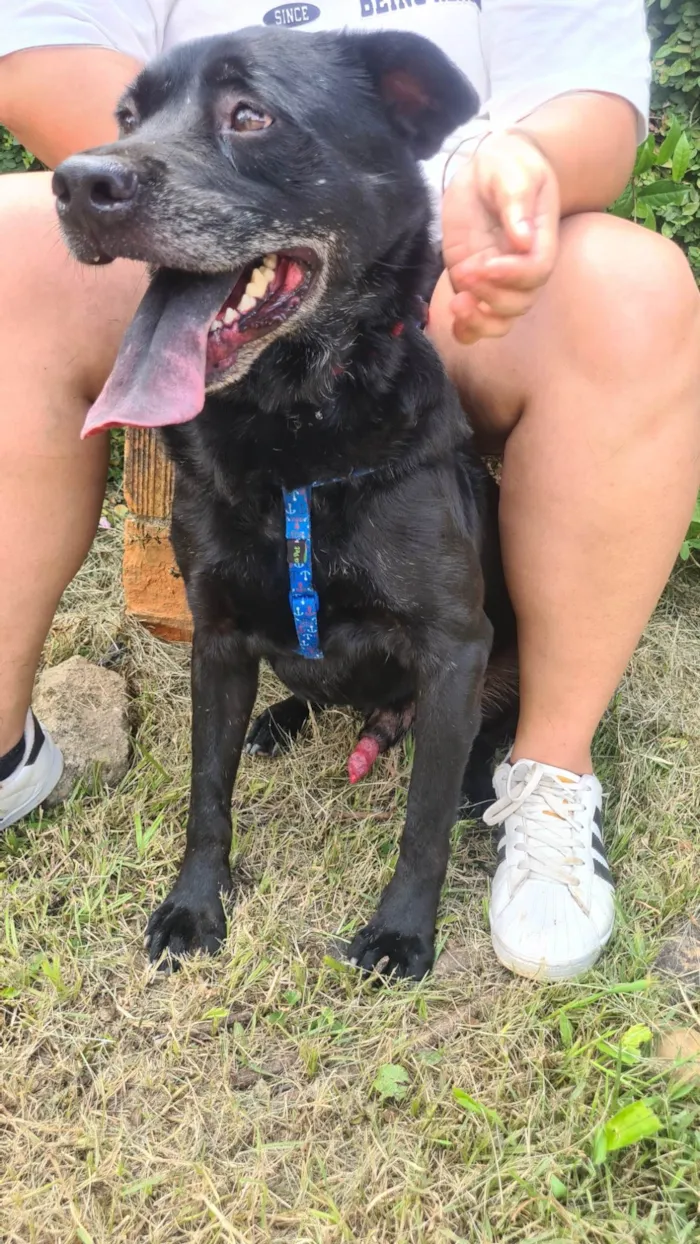 Cachorro ra a SRD-ViraLata idade 6 ou mais anos nome Quasar