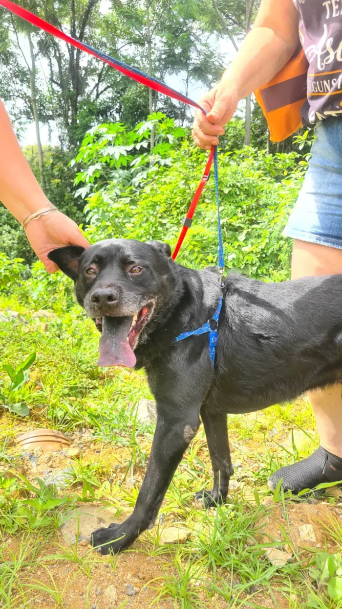 Cachorro ra a SRD-ViraLata idade 6 ou mais anos nome Quasar