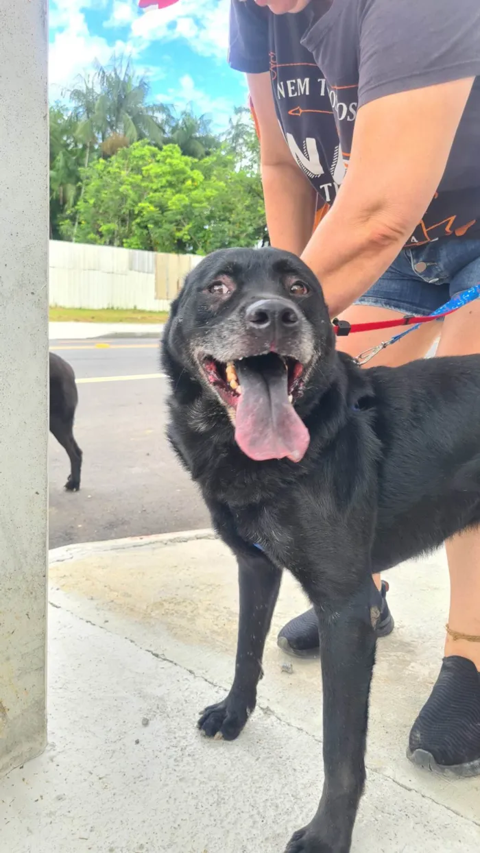 Cachorro ra a SRD-ViraLata idade 6 ou mais anos nome Quasar