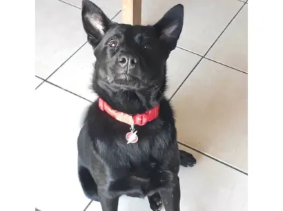 Cachorro raça SRD-ViraLata idade 6 ou mais anos nome Quasar
