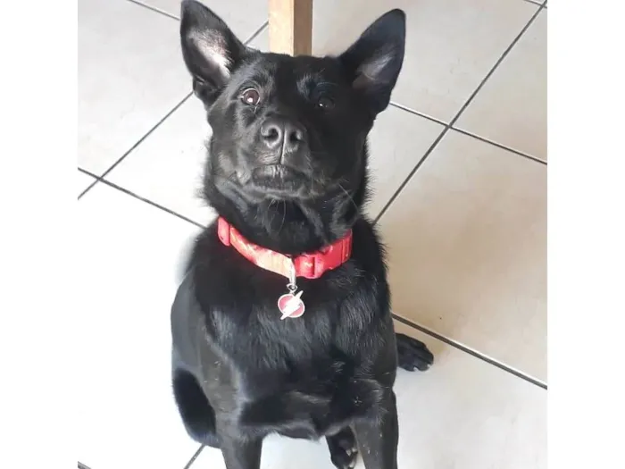 Cachorro ra a SRD-ViraLata idade 6 ou mais anos nome Quasar