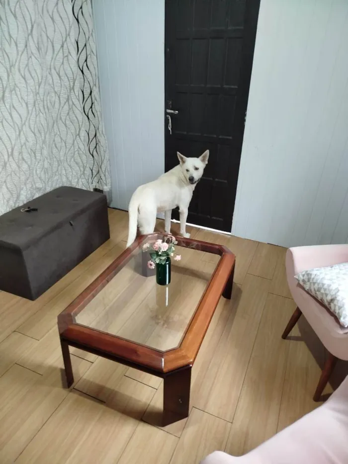 Cachorro ra a Akita idade 1 ano nome Snow