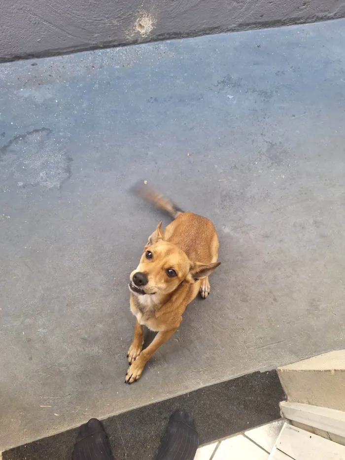 Cachorro ra a SRD-ViraLata idade 7 a 11 meses nome Mel