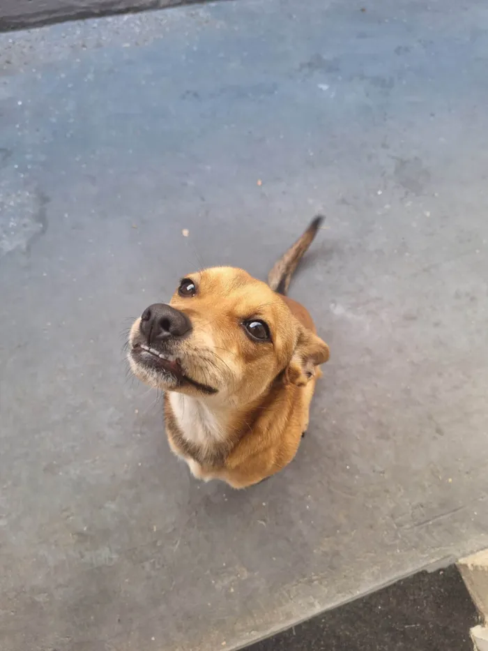 Cachorro ra a SRD-ViraLata idade 7 a 11 meses nome Mel