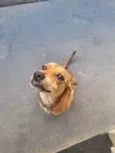 Mel