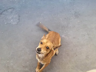 Cachorro raça SRD-ViraLata idade 7 a 11 meses nome Mel