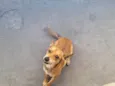 Mel