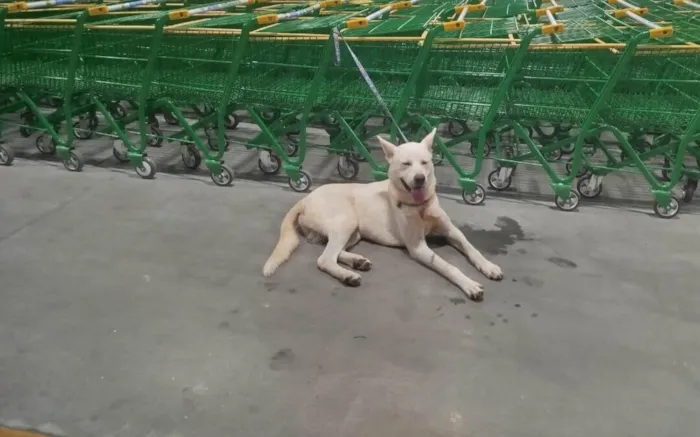 Cachorro ra a Akita idade 1 ano nome Snow