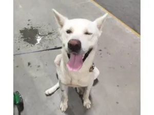 Cachorro raça Akita idade 1 ano nome Snow