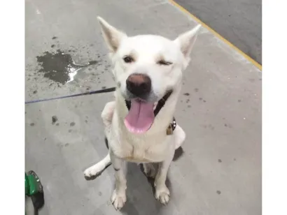Cachorro raça Akita idade 1 ano nome Snow