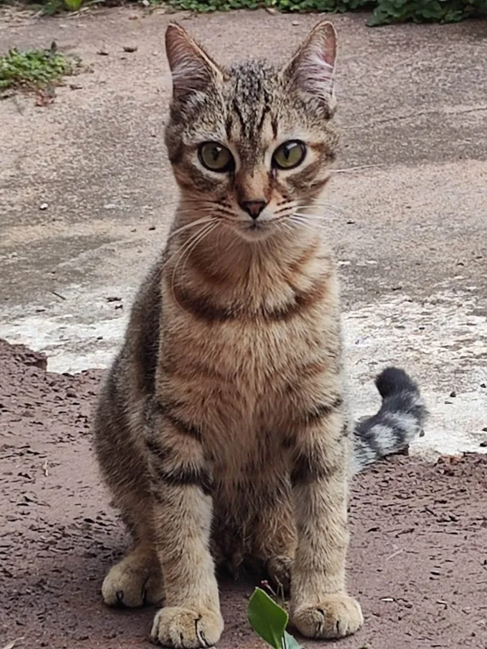 Gato ra a SRD-ViraLata idade 2 a 6 meses nome Nino