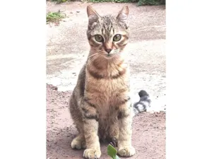 Gato raça SRD-ViraLata idade 2 a 6 meses nome Nino