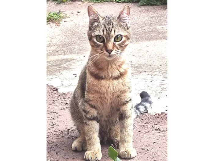 Gato ra a SRD-ViraLata idade 2 a 6 meses nome Nino