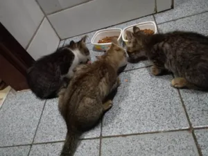 Gato raça Maine Coon idade 2 a 6 meses nome Eduardo Nogueira